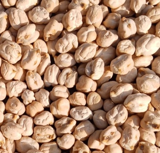 Kabuli Chana is machine-cleaned and graded for uniform size, low moisture, and minimal foreign matter. It offers high protein content, excellent hydration capacity, and superior cooking quality. Ideal for bulk processing, packaging, and culinary applications